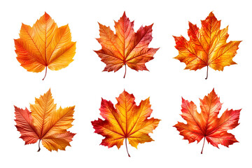 Fototapeta premium Collection of autumn leaves isolated on transparent background