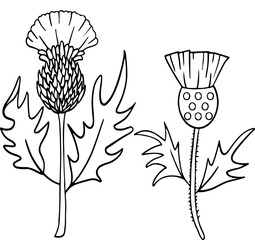 a set of Thistles