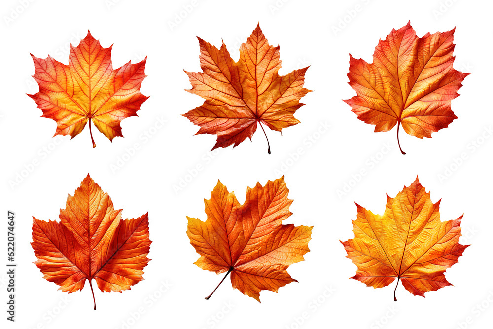 Wall mural collection of autumn leaves isolated on transparent background