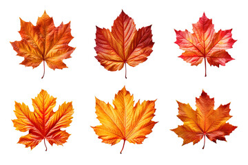 Collection of autumn leaves isolated on transparent background