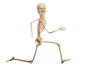 Skeleton running isolated on the white background. Looking at camera.