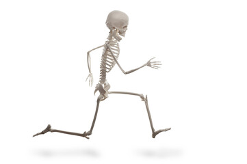 Skeleton running isolated on the white background.