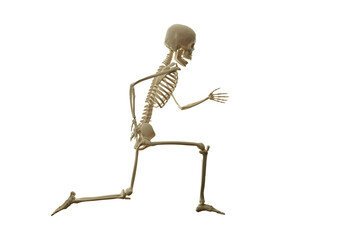 Skeleton running isolated on the white background.