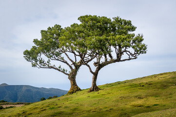 Fototapeta na wymiar Two lonely trees growing in the hills of Madeira mountain plateau. Hiking routes of Fanal forest, Madeira island, Portugal.