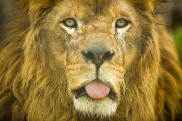 Portrait of a beautiful African lion in close up