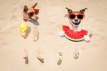 funny couple of dogs   buried in the sand at the beach on summer vacation holidays ,  wearing red...