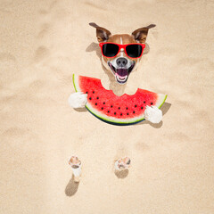 jack russell dog  buried in the sand at the beach on summer vacation holidays ,  wearing red...