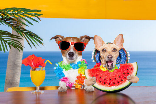 funny couple of dogs drinking cocktail at the bar in a  beach club party with ocean view on summer vacation holidays, eating a fresh juicy watermelon