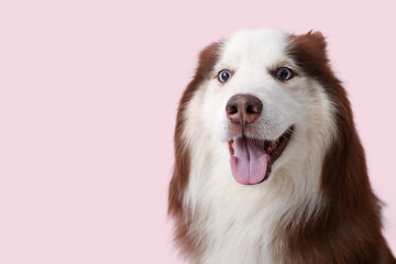 Cute Husky dog on pink background, closeup