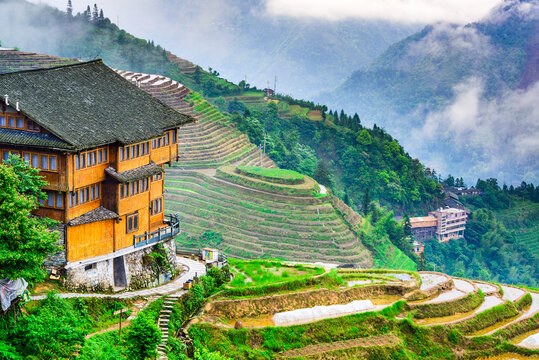 Yaoshan Mountain, Guilin, China hillside rice terraces landscape.