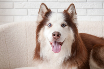 Cute Husky dog lying on sofa in living room, closeup © Pixel-Shot