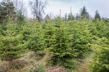 Ghristmas tree farm in the fall