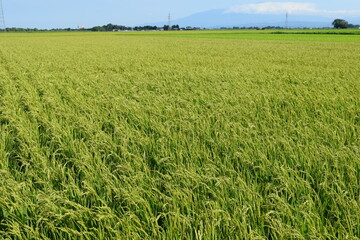 稔り始めた稲穂 山形庄内米