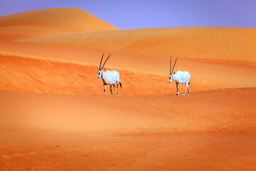 Oryxes or Arabian antelopes in the Desert Conservaion Reserve near Dubai, UAE