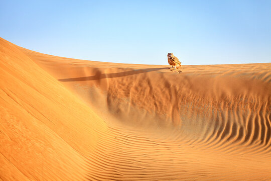 Desert Eagle Owl sitting on a dune in Dubai Desert Conservation Reserve, UAE