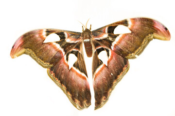Attacus Atlas or Prince of Darkness on a white background. The biggest moth.