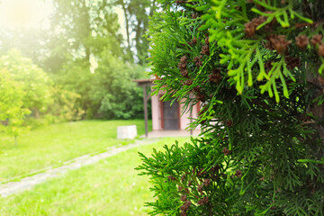 Small countryside house hidden behind the branches of coniferous tree. Gardening allotment with a small cottage in Europe, Poland. Country houses with a barbecue area on a sunny summer day. 
