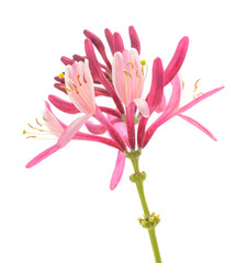 Honeysuckle  flower