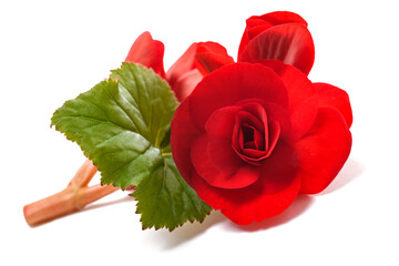 Red Begonia flower - obrazy, fototapety, plakaty