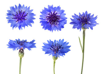 Blue cornflower set