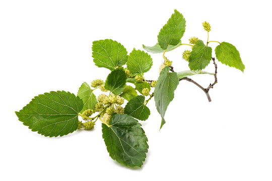 White mulberry branch with fruits
