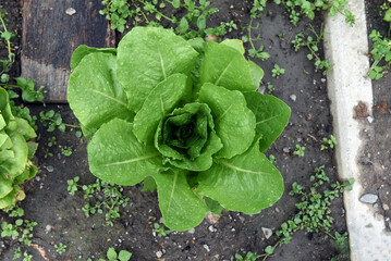 Ripe lettuce stumps ready to be harvested inside a vegetable garden