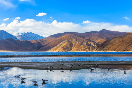 View of Pangong Lake in the morning with the flock of sea gull are feeding and swimming