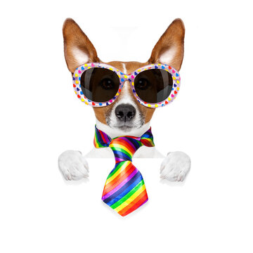 crazy funny gay dog proud of human rights , with rainbow flag and sunglasses, isolated on white background, behind blank banner or placard