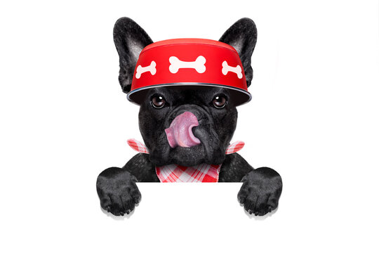 hungry  french bulldog  dog holding food bowl and licking with tongue, behind banner or placard, isolated on white background