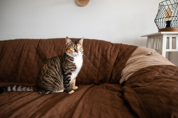 Cute tricolor tabby cat walking on sofa