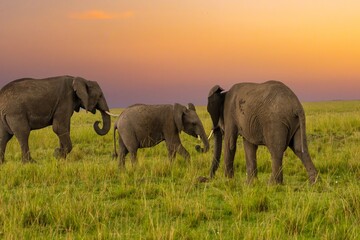 Elephant family with an elephant baby walk at sunset in Maasai Mara National Reserve, Kenya