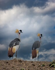 A portrait of a pair of secretary birds shot in Masai Mara Kenya