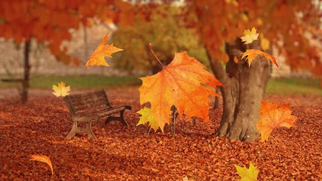Autumn leaves fall in the park with benches