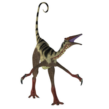 Pelecanimimus was a carnivorous theropod dinosaur that lived in the Cretaceous Period of Spain.