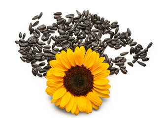 Fototapeta premium Sunflower with heap of seeds isolated on white background
