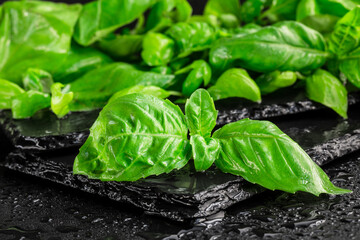 Fresh basil leaves on a black slate backgound