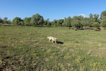 Obraz premium a shepherd dog waiting for his flock, a guard dog,