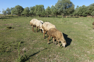 crowded flock of sheep grazing on green pasture