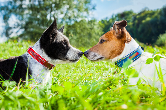 couple of dogs in love kissing with nose in park outdoors , dating and flirting close together on summer vacation holidays