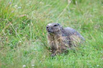 Naklejka na ściany i meble Alpine marmot (Marmota marmota) in grass. French Alps