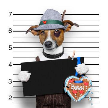 bavarian german jack russell dog with  gingerbread and hat, mugshot at police station