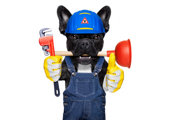 handyman  french bulldog dog worker with helmet and plunger  in mouth, ready to repair, fix...
