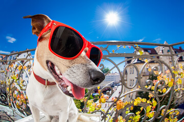silly dumb crazy jack russell dog portrait in close up fisheye lens look on balcony on summer...