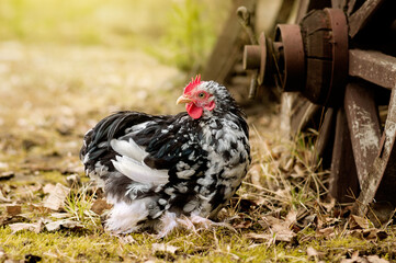 Miniature black and white rooster walking in the yard