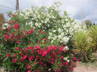red and white oleander in flower