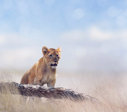 Lion Cub in the grassland