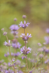 Purple clusters of flowers on the Cleveland sage plant Salvia clevelandii attract butterflies in Southern California.