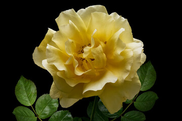 Yellow rose in bloom. Delicate petals. Isolated on black background