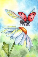 Watercolor illustration of a ladybug flying over a camomile. Great pattern for kitchen, home decor, stationery, wedding invitations and clothing printing. White flower with red insect.