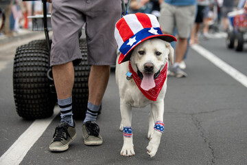 White laborador is dress like Uncle Sam while parading down the city street during 4th of July
